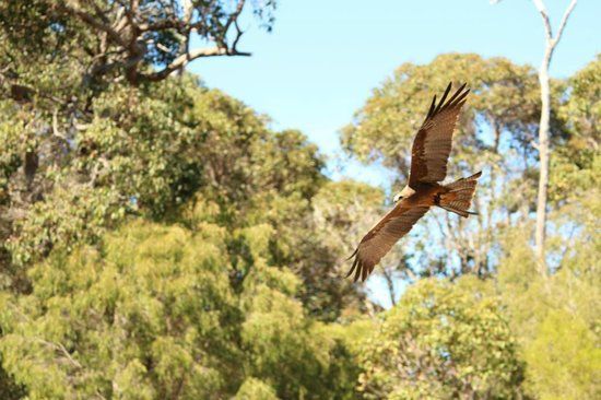 Eagles Heritage Wildlife Centre